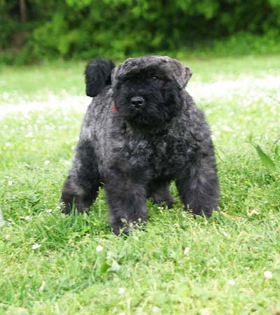 LOBO MACHO du Clos de la Luette © copyright Elevage de Bouvier des Flandres du Clos de la Luette